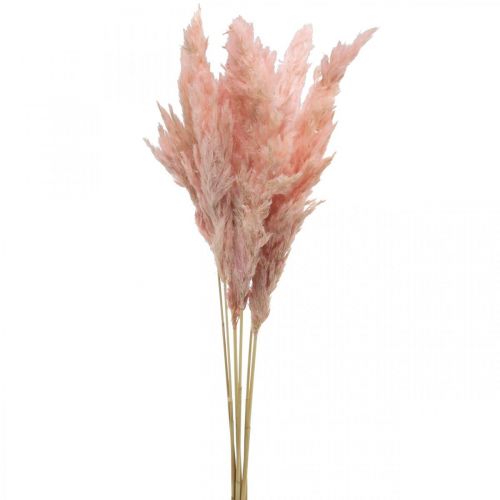Pampas gräs torkad rosa torr blomstring 65-75cm 6st i gäng