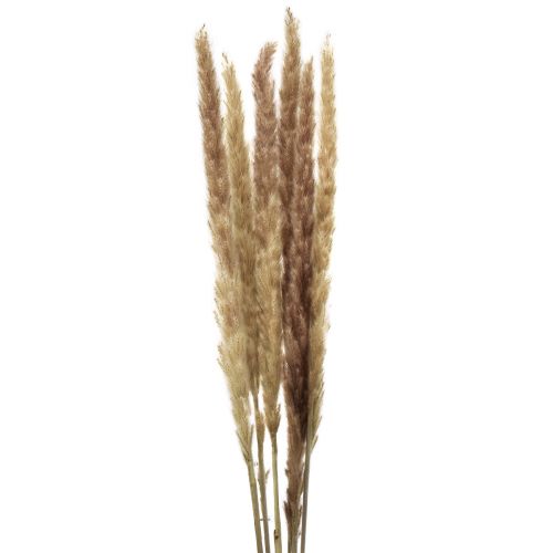 Artikel Pampas Gräsdekoration Torkad Naturtorrdekoration 70cm 6 st