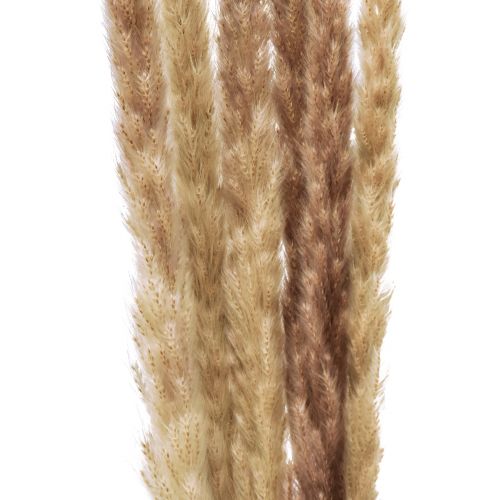 Artikel Pampas Gräsdekoration Torkad Naturtorrdekoration 70cm 6 st