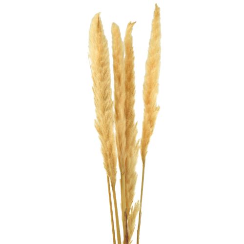 Floristik24 Pampas gräs torkat torrt gräs kräm torr dekoration 70cm 6 st
