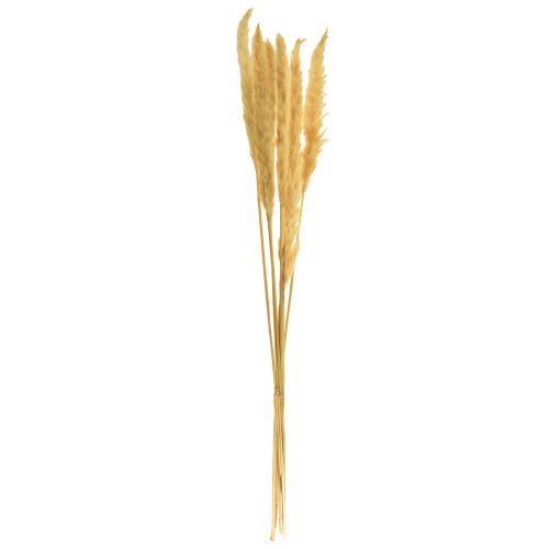 Artikel Pampas gräs torkat torrt gräs kräm torr dekoration 70cm 6 st