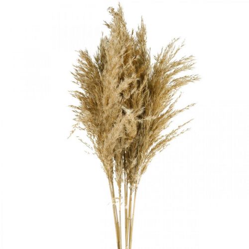 Floristik24 Pampas grästorkat naturligt torrt blommönster 75cm bunt med 10 stycken