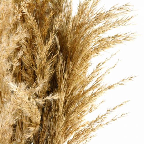Floristik24 Pampas grästorkat naturligt torrt blommönster 75cm bunt med 10 stycken