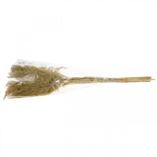 Floristik24 Pampas gräs torkad naturlig torr dekoration 65cm 20 stycken i en bunt