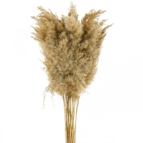 Floristik24 Pampas gräs torkad naturlig torr dekoration 65cm 20 stycken i en bunt
