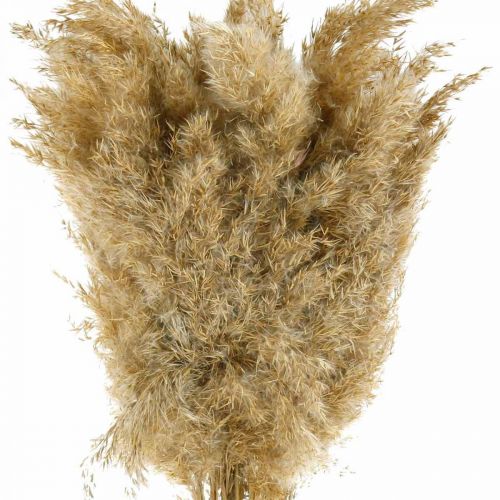 Floristik24 Pampas gräs torkad naturlig torr dekoration 65cm 20 stycken i en bunt
