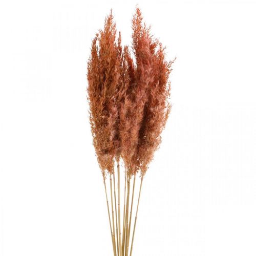 Floristik24 Pampas gräs torkad rosa torr floristry 75cm knippe om 10 st