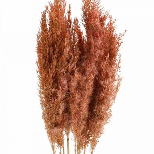 Floristik24 Pampas gräs torkad rosa torr floristry 75cm knippe om 10 st