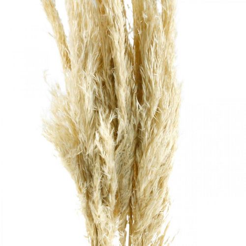 Artikel Pampasgräs, torkat, blekt 75 cm För en torr bukett Gäng med 10 stycken
