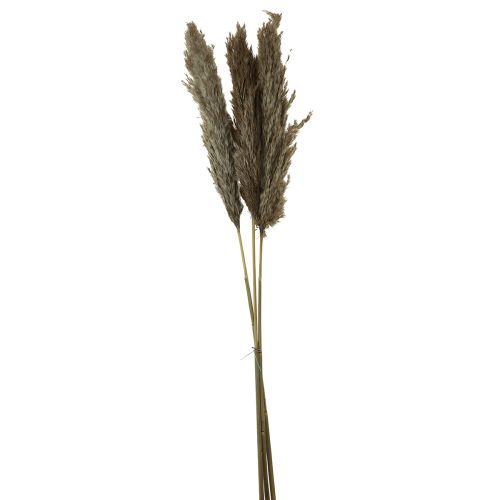 Floristik24 Pampas gräs torkat dekorativt torrt gräs natur 95cm 3 st