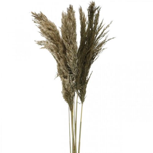 Floristik24 Pampas gräs torkat naturligt torrt gräs knippe 70-75cm 6 st