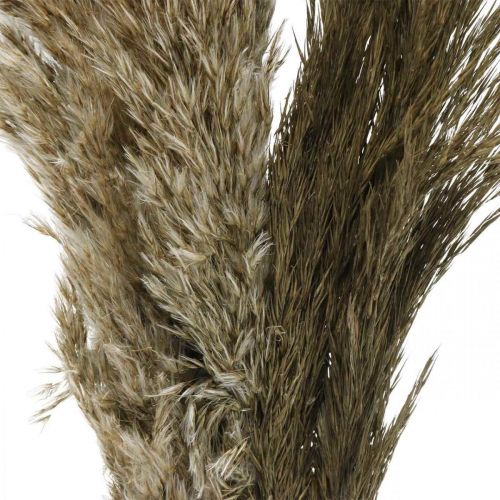 Floristik24 Pampas gräs torkat naturligt torrt gräs knippe 70-75cm 6 st