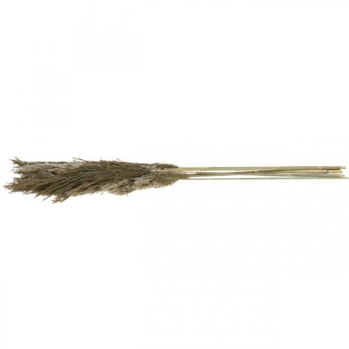 Floristik24 Pampas gräs torkat naturligt torrt gräs knippe 70-75cm 6 st