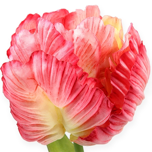 Floristik24 Papegoja tulpan rosa 71 cm 3st