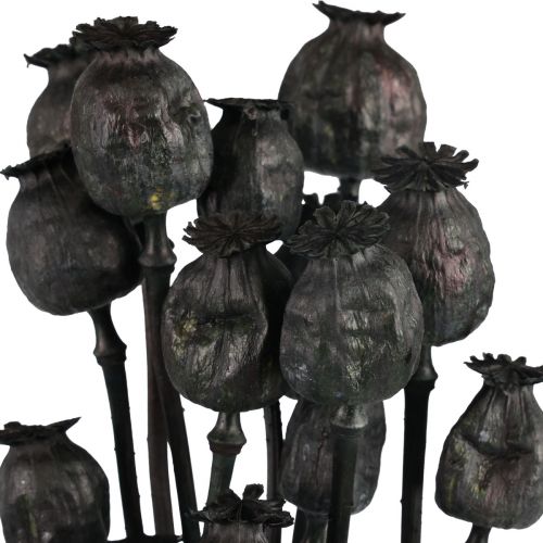 Floristik24 Torkade blommor vallmo kapslar torkad Svart Papaver 80g
