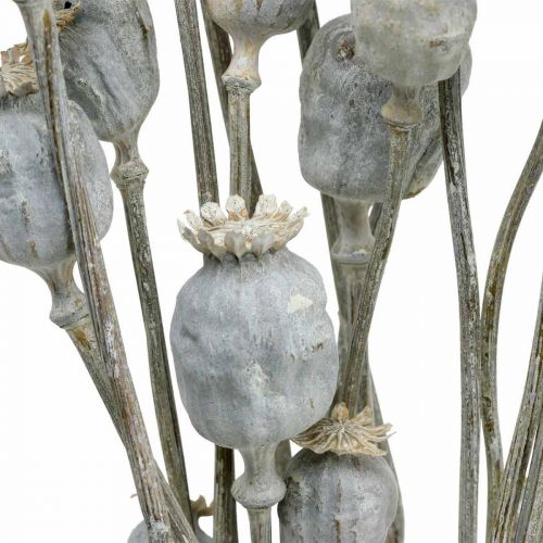 Floristik24 Deco Poppy Vita Torkade Blommor Vallmokapslar Papaver Gäng om 75g