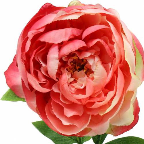 Floristik24 Pionrosa 59cm