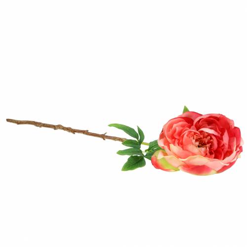 Floristik24 Pionrosa 59cm