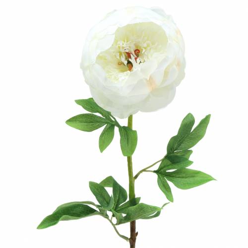 Floristik24 Pion vit 59cm