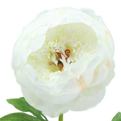 Floristik24 Pion vit 59cm