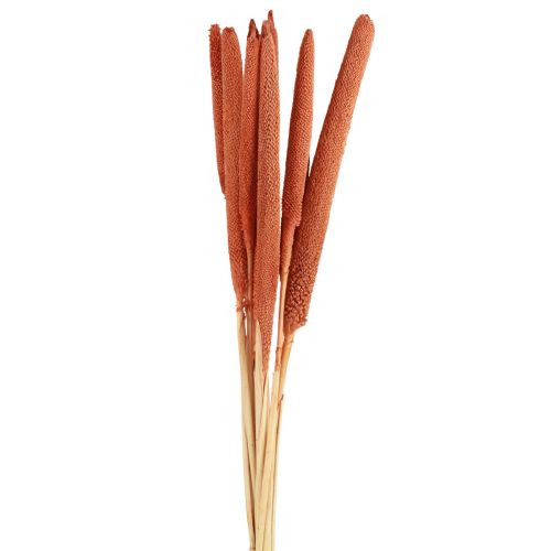 Artikel Pärlhirs vass Babala hirs apelsin 70cm 10 st