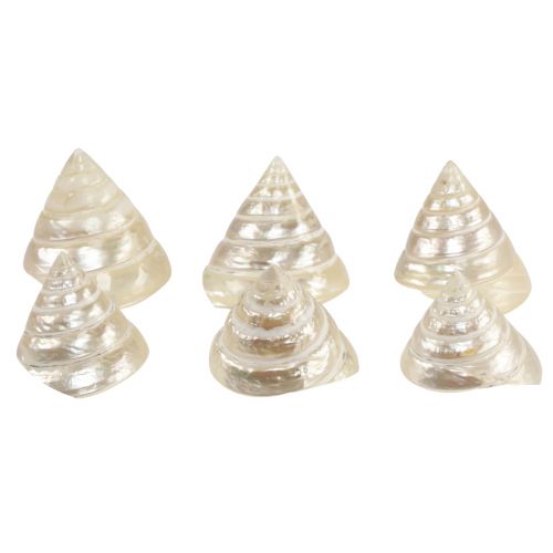 Floristik24 Pärlemorsgyros snigel dekoration 5-6 cm 6 stycken