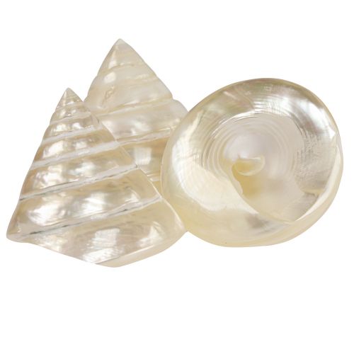 Artikel Pärlemorsgyros snigel dekoration 5-6 cm 6 stycken