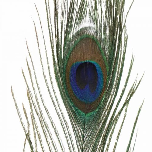 Floristik24 Påfågelfjädrar Dekoration Äkta fjädrar för hantverk Naturliga 24-32cm 24 st