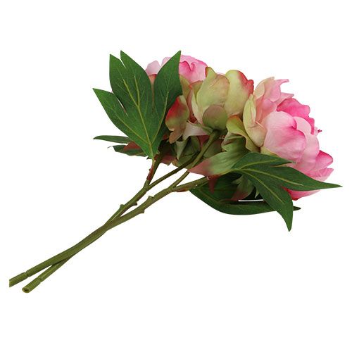 Floristik24 Pioner med knopp rosa L30cm 2st