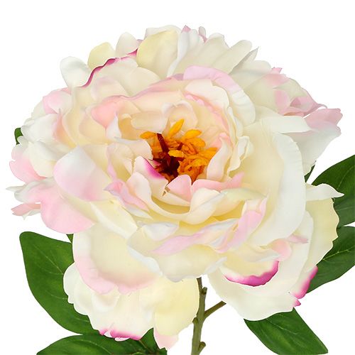 Floristik24 Peony Cream-Pink 78cm
