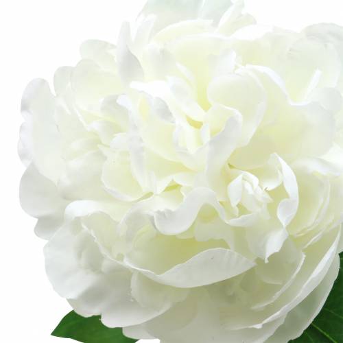 Floristik24 Pionvit 72cm