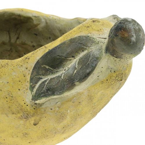 Artikel Päron för plantering, höstdekoration, betongkärl L19cm H15,5cm