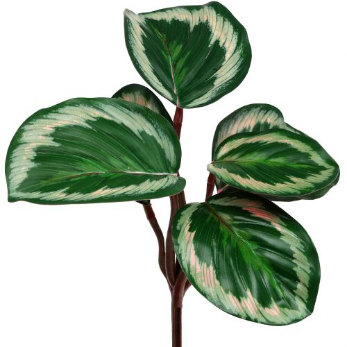 Plantera tropisk grön, rosa 20 cm