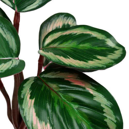 Floristik24 Plantera tropisk grön, rosa 20 cm