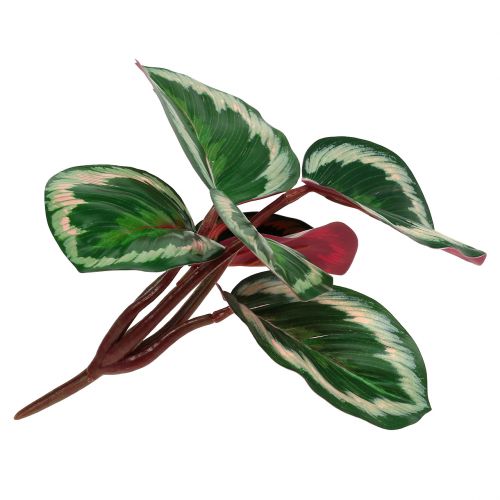 Floristik24 Plantera tropisk grön, rosa 20 cm