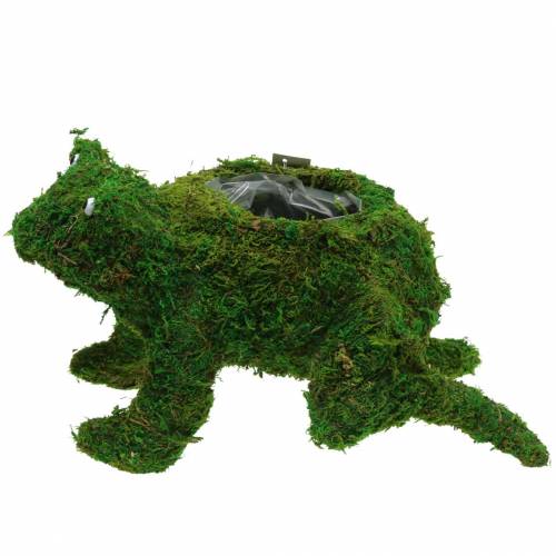 Artikel Planter groda med mossgrön 35 × 25cm H21cm