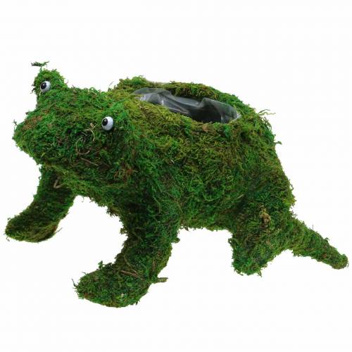 Floristik24 Planter groda med mossgrön 35 × 25cm H21cm