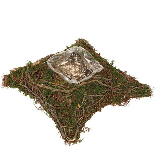 Växtkudde vinrankor mossa växtskål naturlig 20×20×6,5 cm