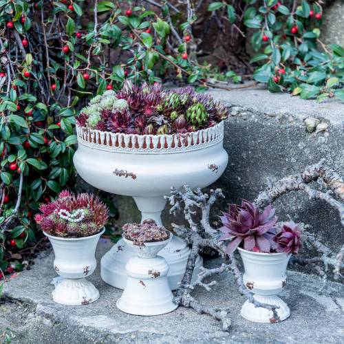 Floristik24 Växtkopp Chalice Antique Cream Ø7,5cm H9cm 1 st