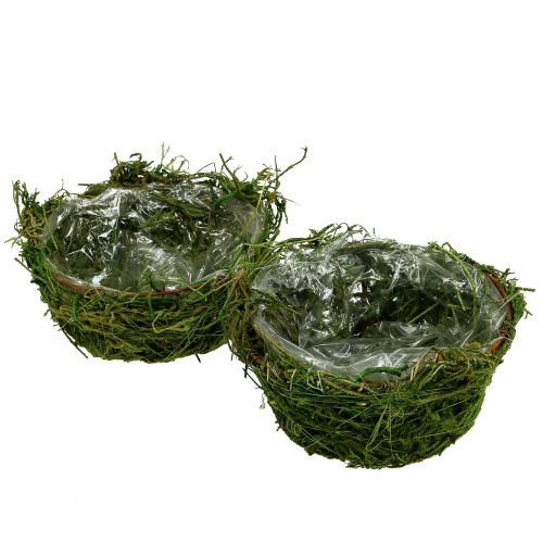 Floristik24 Planterskål med mossa Ø16cm H9cm - 10cm grön 3st