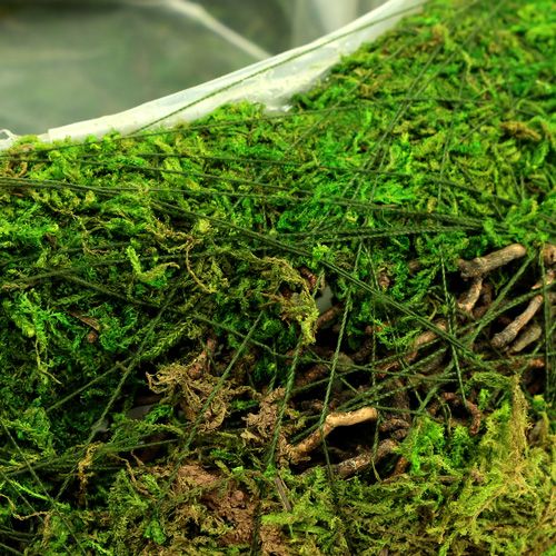 Floristik24 Plantskålmossa med vinstock Ø 25cm
