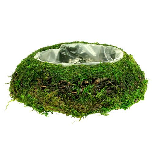 Floristik24 Plantskålmossa med vinstock Ø 25cm