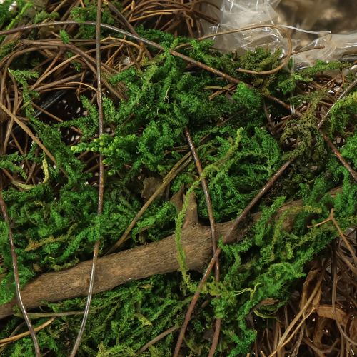 Artikel Plantering av båtrankor och mossplanteringsskål 31×17×6 cm