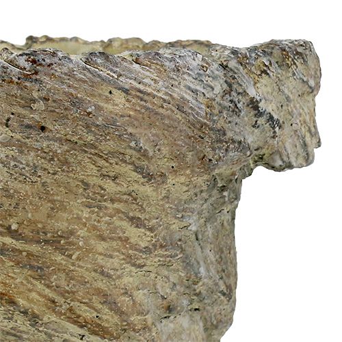 Floristik24 Växtkrukstamm Ø11,5cm H14cm 2st