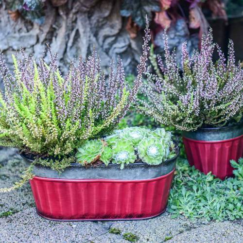 Floristik24 Växtkruka oval röd, silverzink 26 × 13cm H11cm