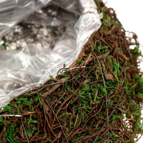 Floristik24 Plantera vågmossa med ranka 28cm x30cm