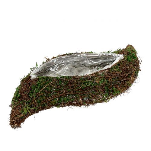 Floristik24 Plantera vågmossa med ranka 28cm x30cm