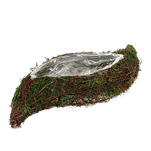Floristik24 Plant vågranka, mossa 45cm x 18cm H7cm