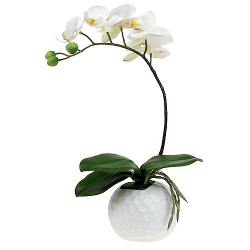 Floristik24 Phalaenopsis kräm i keramikkruka 33cm