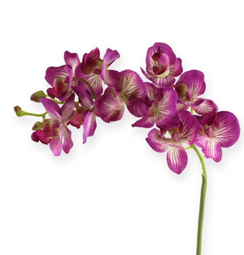 Orchid Phalaenopsis Purple-Cream 62cm